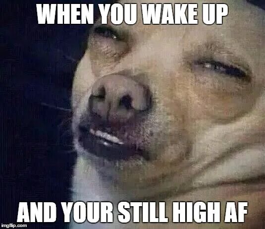 Wake up Мем. АФ Мем с собакой. You Wake up Мем. Dog waking up. Woke memes