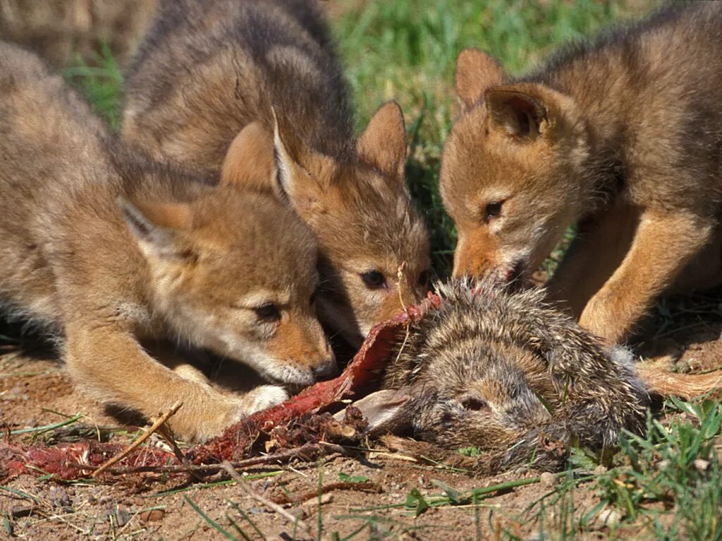 Койот щенок. Койот популяция. Ареал койота. Красный волк и волчата.