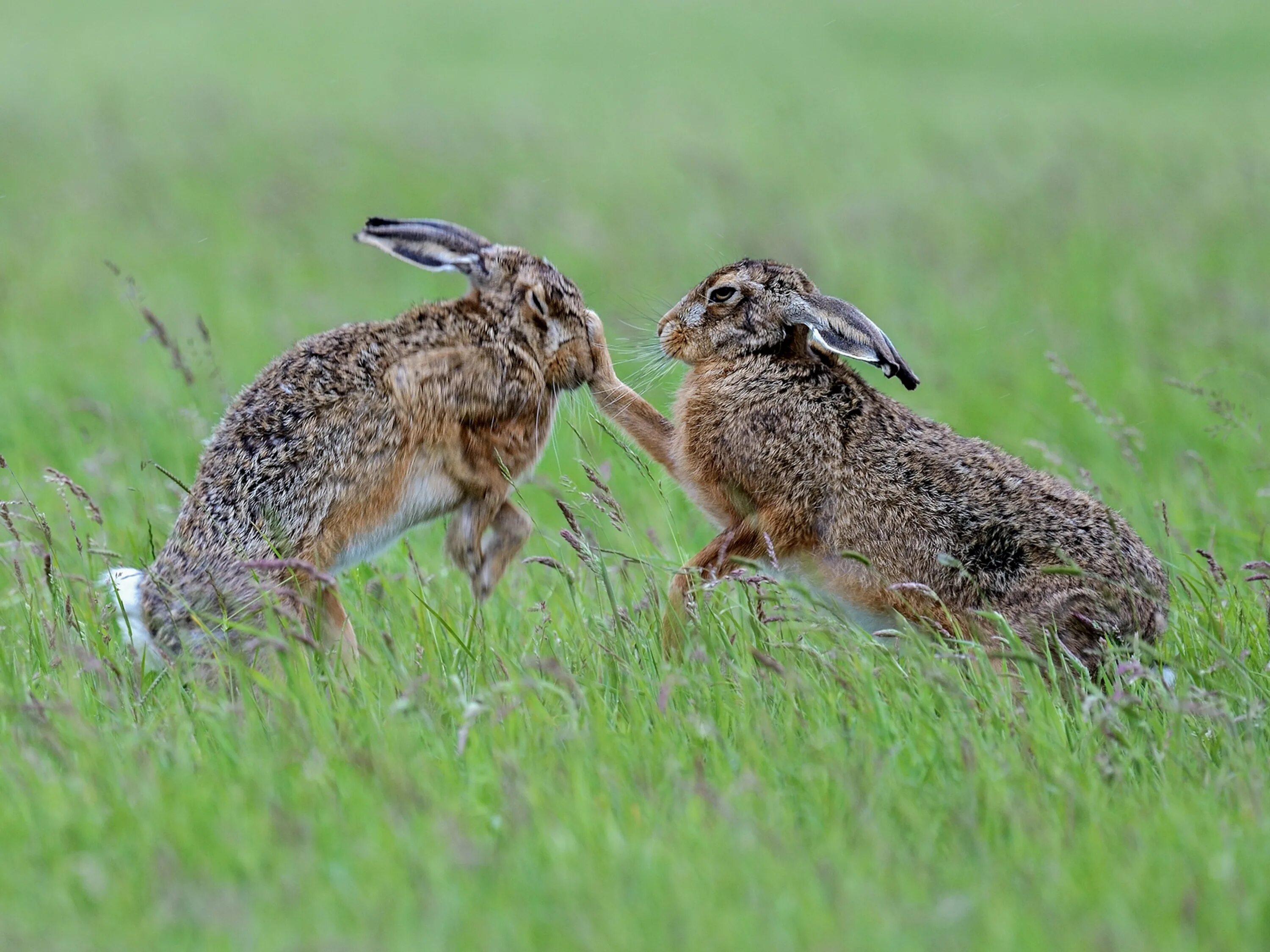 Заяц-Русак. Заяц Русак и человек. Bunny Hare Rabbit разница. Вымышленные кролики и зайцы. Тело зайца русака