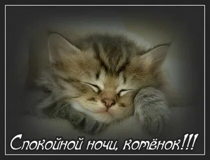 Картинки котиков милых спокойной ночи