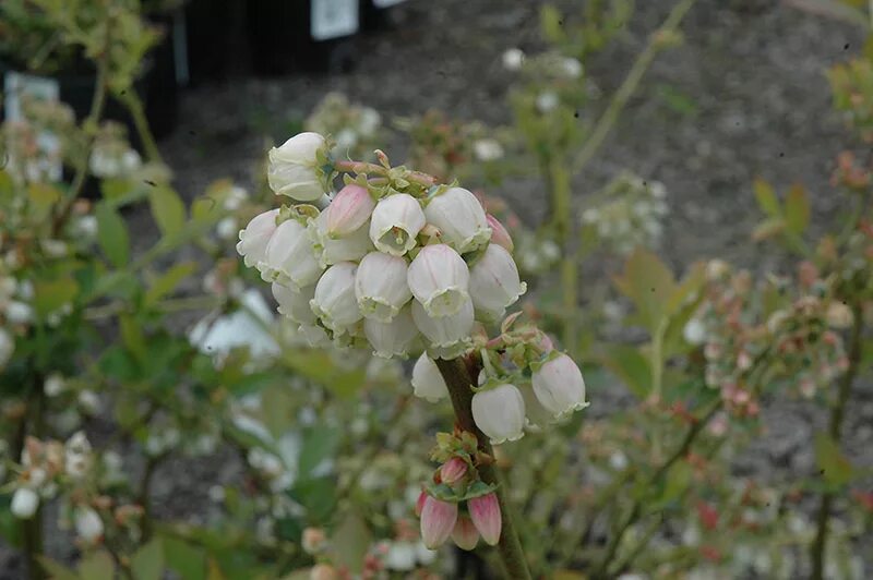 Голубика Дюк (Duke). Голубика высокорослая Дюк. Голубика Vaccinium Дюк. Голубика сорт Дюк. Как цветет голубика