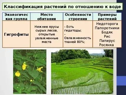 Мезофиты это растения