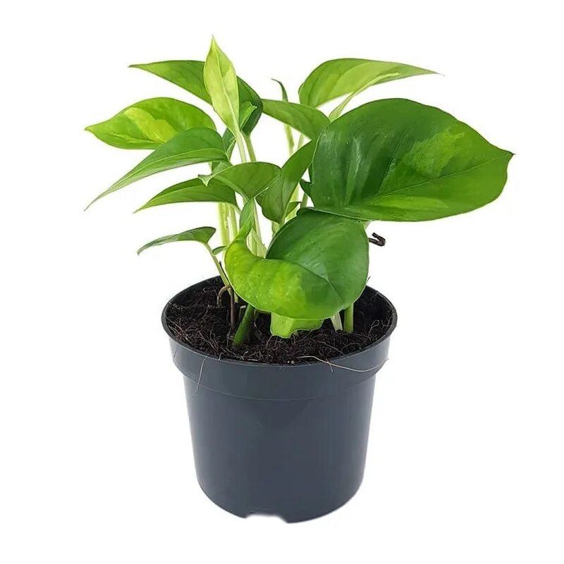 Эпипремнум глобалтгрин. Эпипремнум happy leaf. Эпипремнум пиннатум глобал грин. Эпипремнум пиннатум глобал грин. Эпипремнум глобал грин 12/25.