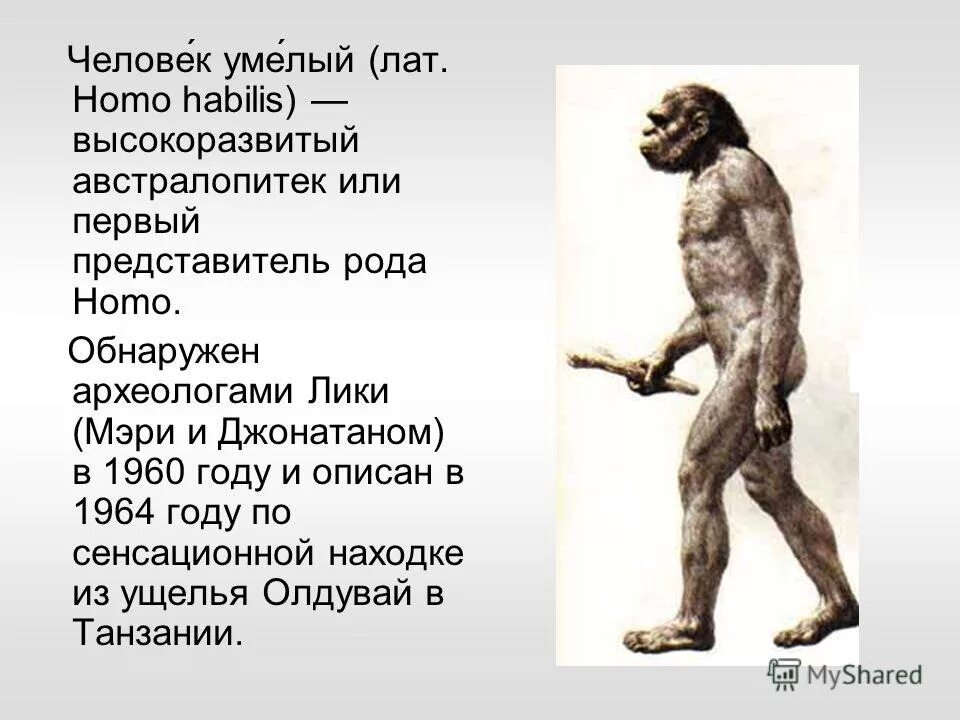 человек умелый представители. человек умелый биология 11 класс.