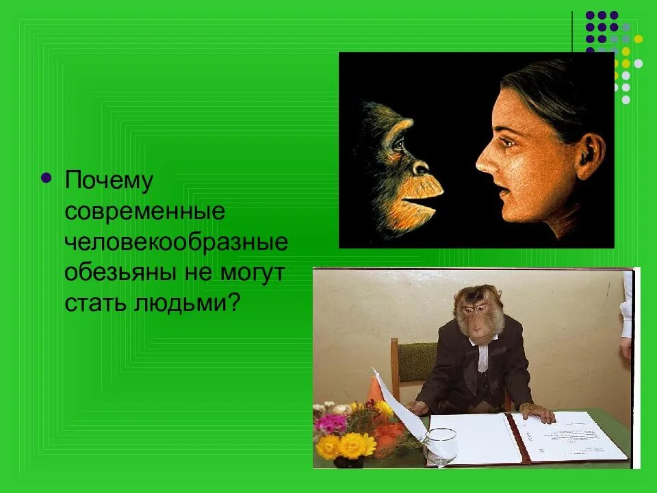 Древний человек австралопитек. Эволюция гоминид. Человек и современные человекообразные. Современные человекообразные обезьяны. Человек и современные человекообразные.