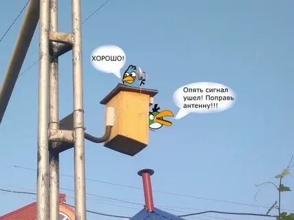 Тоже птица