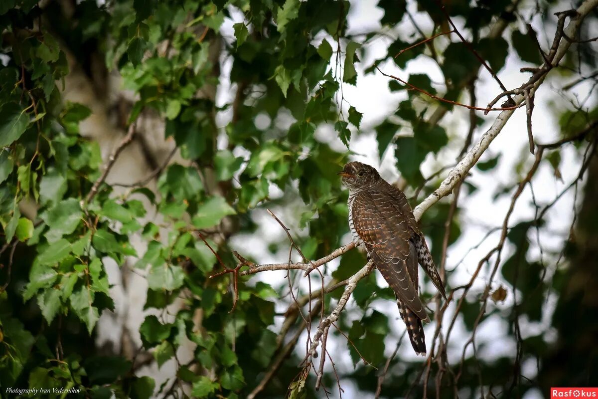 Кукушка в глубине леса. Обыкновенная кукушка кукушонок. Кукушка в чаще леса. Птицы в сосновом лесу. Таёжная кукушка.