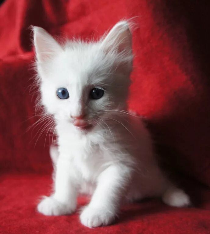 белый котенок в доме. ангорская кошка альбинос. белый котенок дома. белый котенок. европейская гладкошерстная кошка белая.