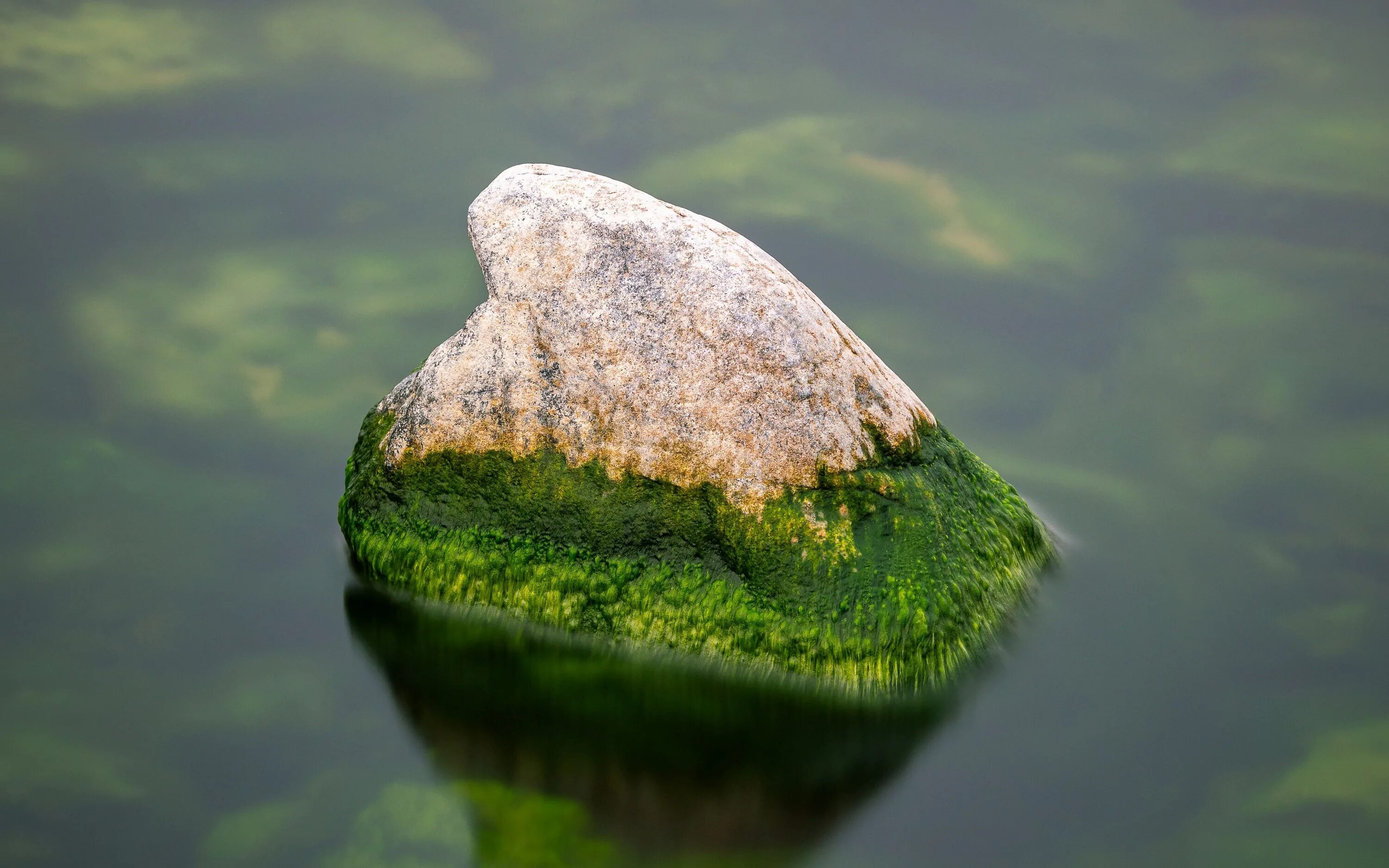 Живая вода озера. Мох на Камне. Камни в воде. Вода из камня. Мшистые камни в воде.