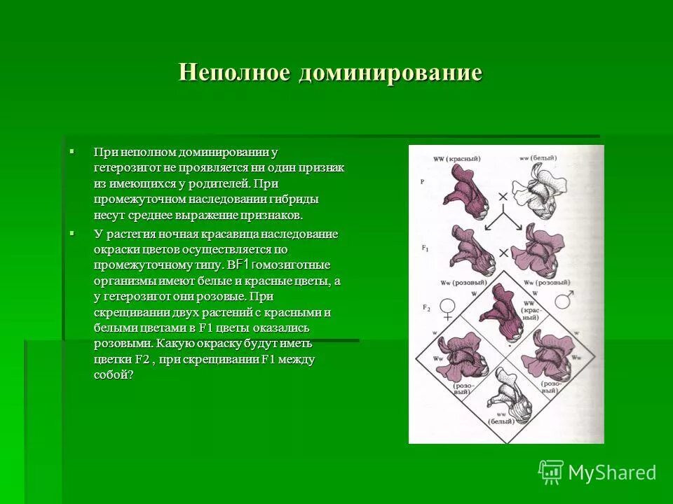 Ночная красавица неполное доминирование. Неполный тип наследования. Соотношение фенотипов при неполном доминировании. Расщепление по генотипу при неполном доминировании. Моногибридное скрещивание неполное доминирование.