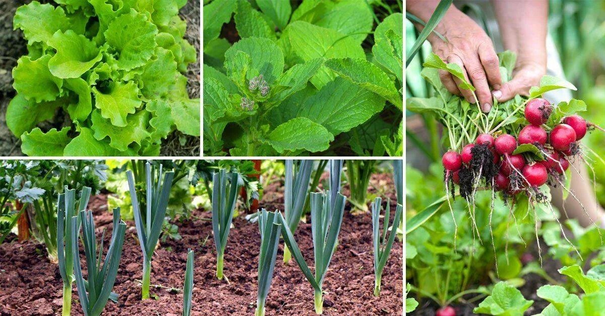 Овощные грядки. Красивые овощные грядки. В огород можно. Огород по джону джевонсу. Весенние посадки в огороде.