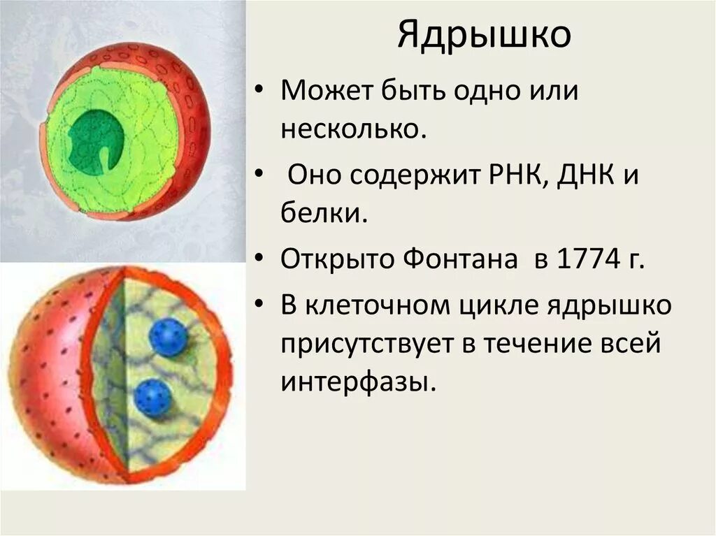 Строение ядра урок. Строение ядрышка клетки. Строение ядрышка растительной клетки. Ядрышко это кратко и понятно.