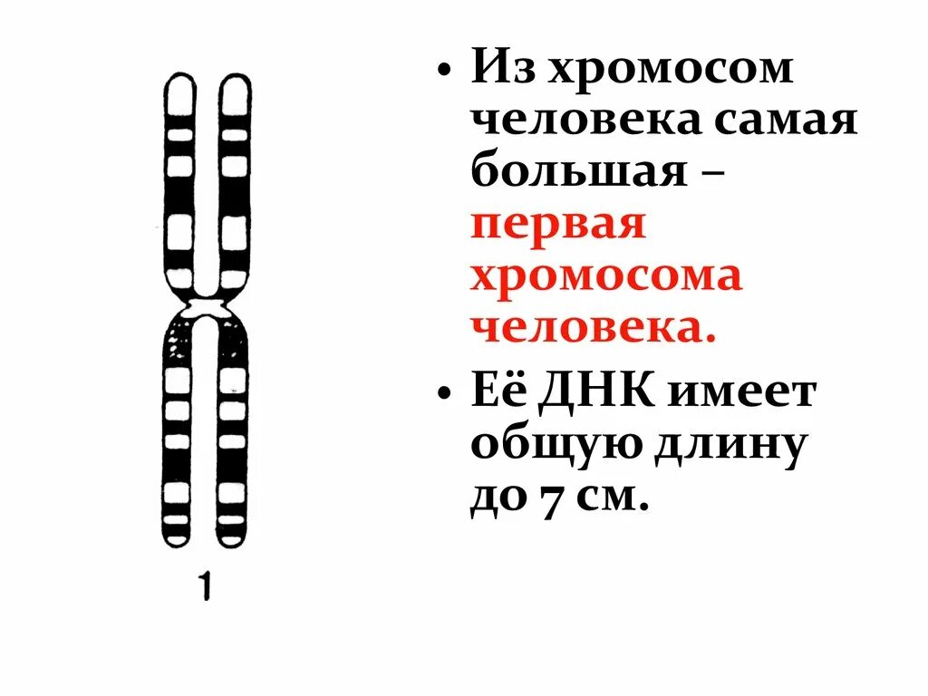 23 хромосомы у человека в клетках. Хромосомы человека. Строение хромосом человека. 4 Хромосома человека.