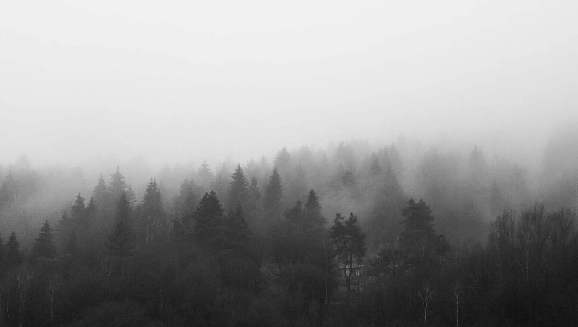Лес в тумане. Красивые деревья в тумане. Лес серый туман. Мрачный лес. Темный лес.