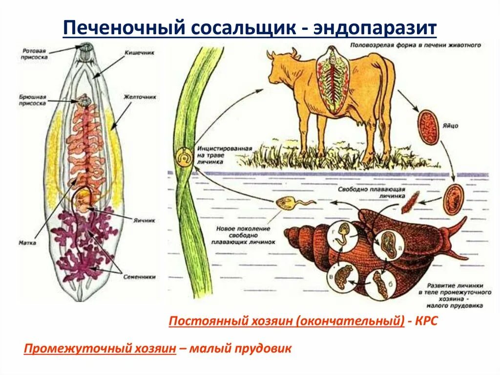 Печеночный сосальщик приспособления. Окончательный хозяин печеночного сосальщика. Печеночный сосальщик в печени животного. Печеночный сосальщик желточники. Внутреннее строение печеночного сосальщика.