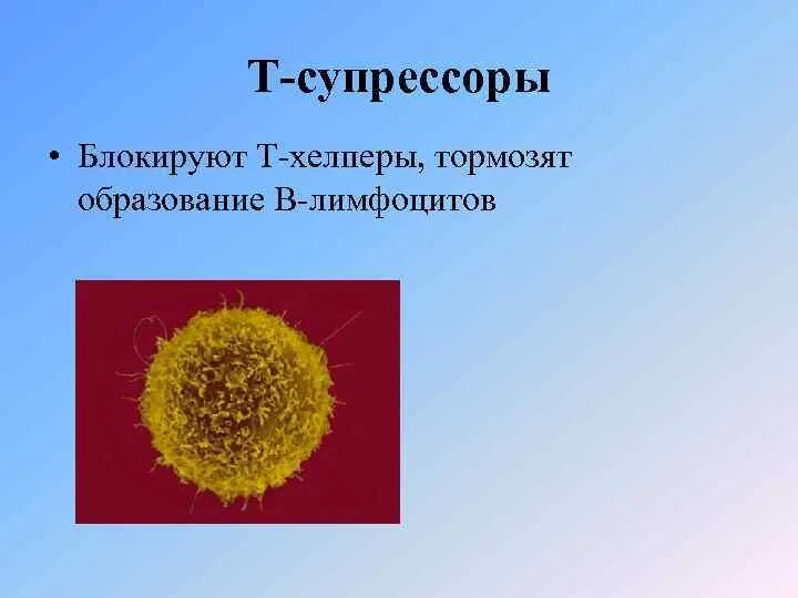 Т киллеры т хелперы т супрессоры функция. Назовите и охарактеризуйте регуляторные клетки. Т хелперы т киллеры и т супрессоры рисунок. Т1 хелперы функции. Дифференцировка в лимфоцитов.