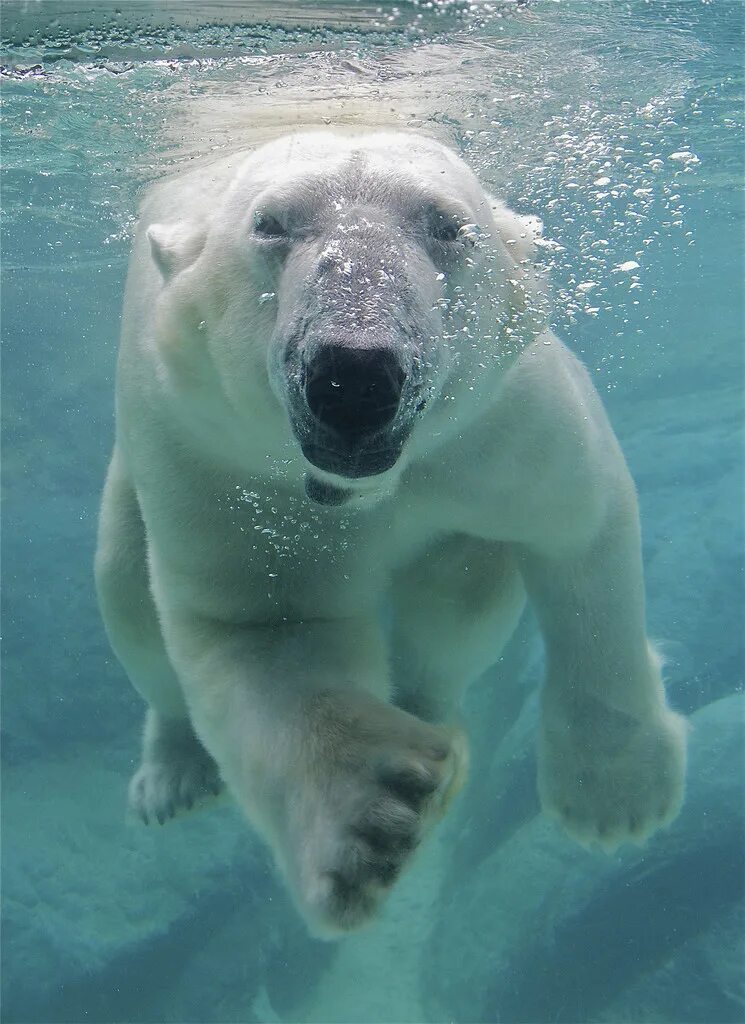 Звери под водой. Белый медведь плавает. Белый медведь в воде. Плавающие животные. Белый медведь плывет.