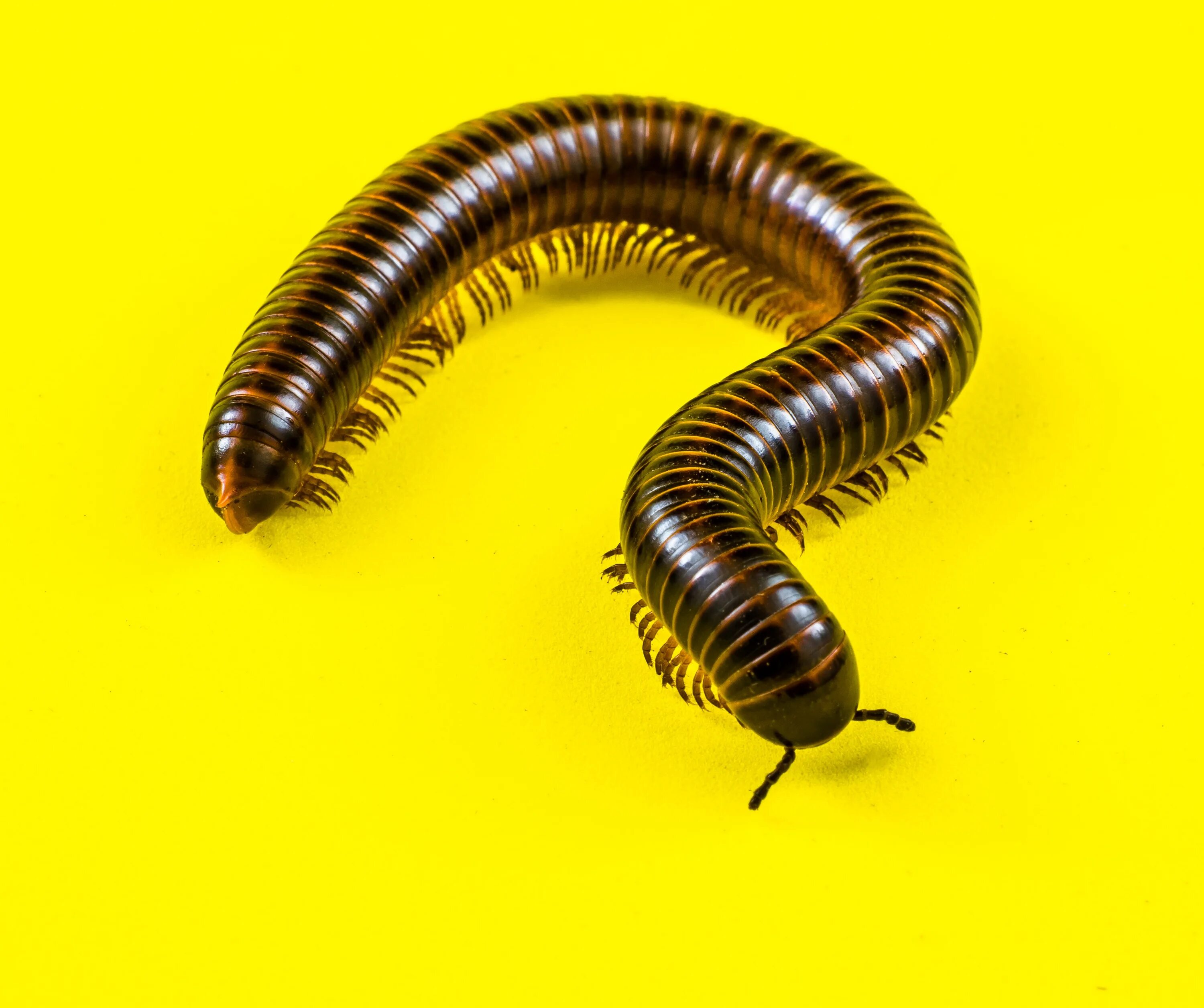 Многоножка Millipede. Черви сороконожка многоножка. Мадагаскарский кивсяк. Многоножка кивсяк. Многоножка червь