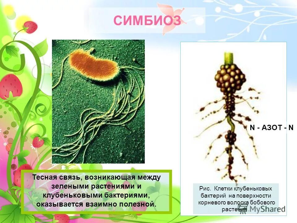 Симбионтом человека является. Симбиоз растений и микроорганизмов. Симбиоз бактерий и растений. Симбиоз клубеньковых бактерий и растений. Клубеньковые бактерии симбиоз.