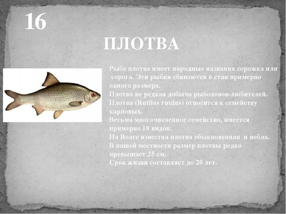 Чем питается плотва. Плотва описание рыбы. сообщение о плотве. рыба тарань картинка с описанием. плотва вид рыбы.