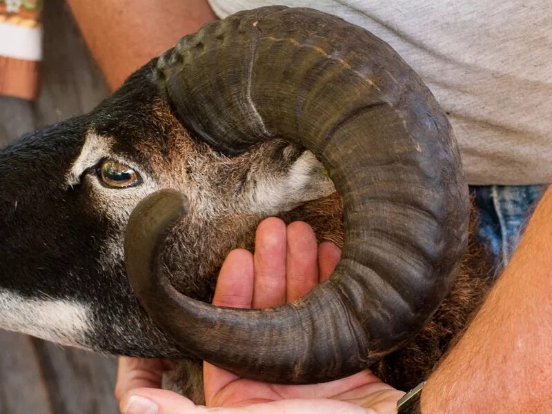 Rams horn. Horns czern. horns topic. wyuvern horn. 19&quot; sheep horn gray цвет.