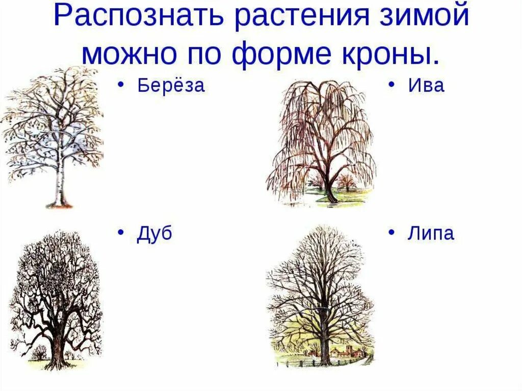По каким признакам можно определить деревья. Липа форма кроны. деревья зимой с названиями. деревья и кустарники зимой названия. форма кроны березы.