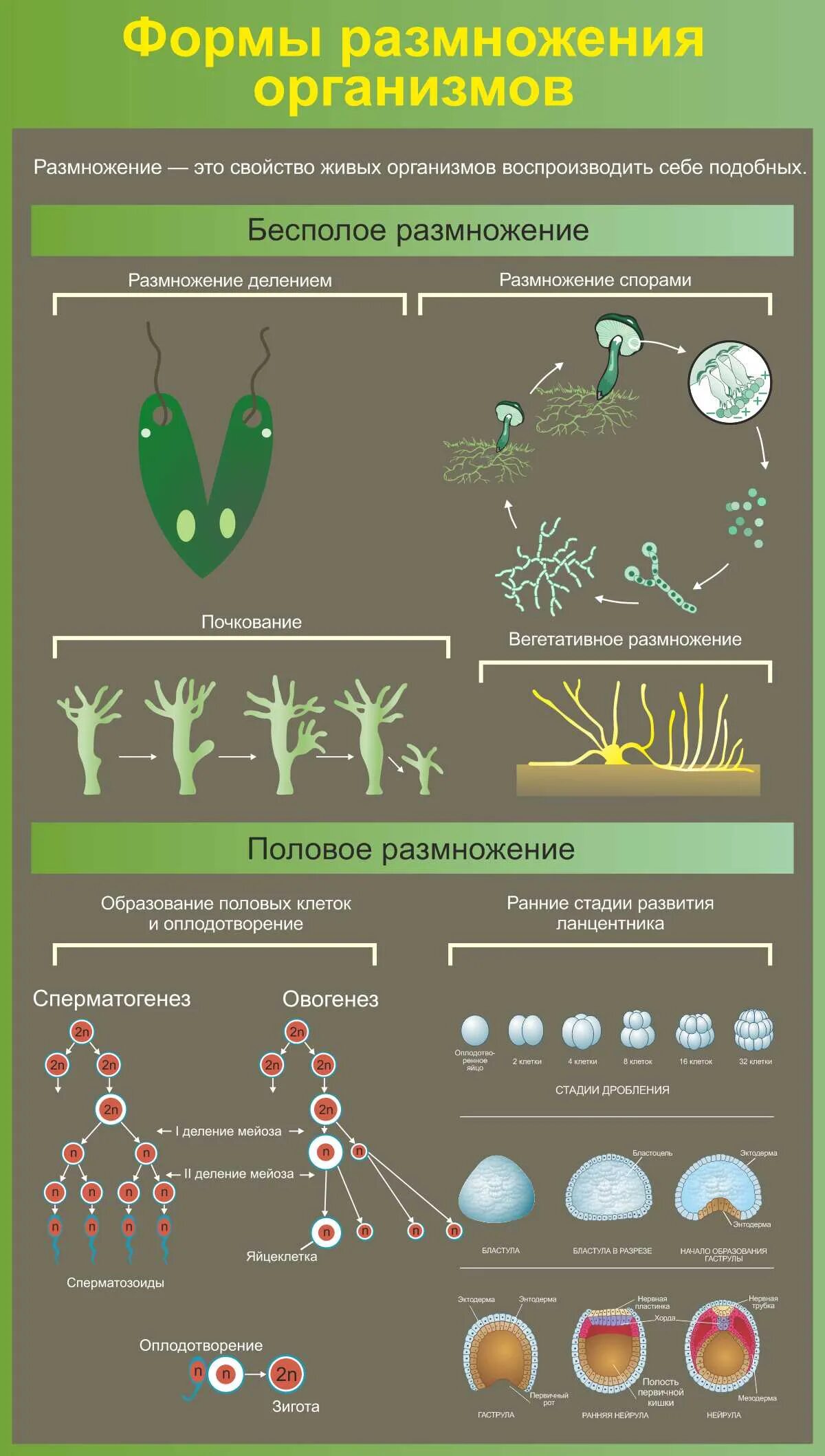 Формы размножения. Формы размножения организмов. 1. Формы размножения организмов.. Размножение организмов формы размножения.