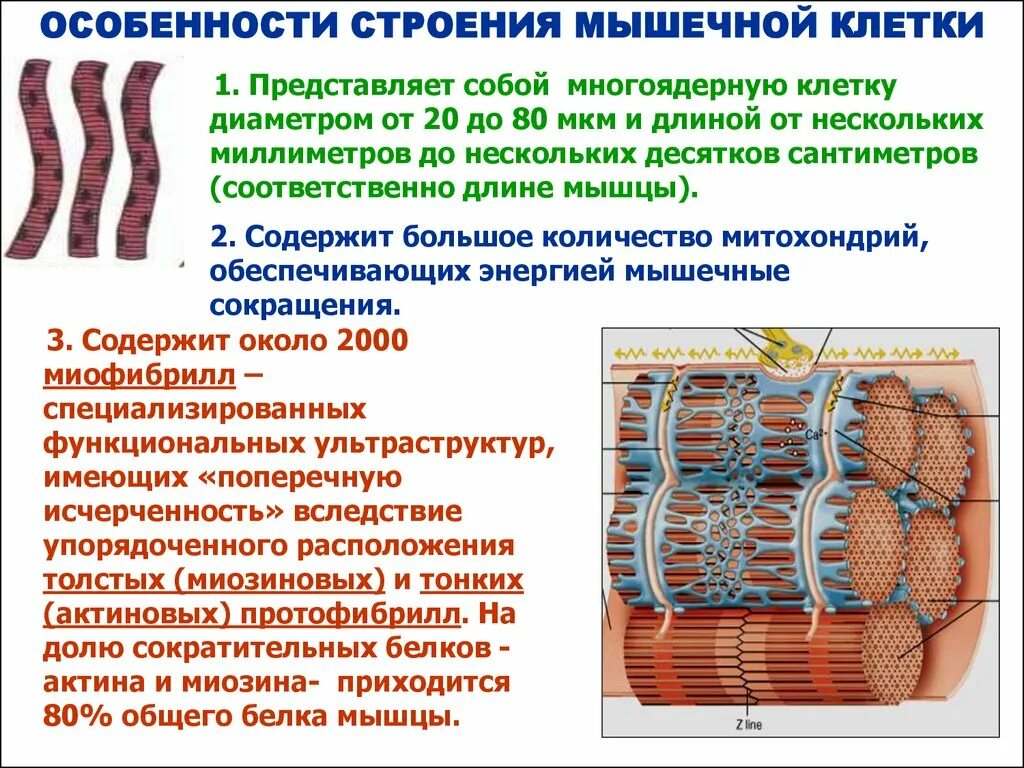 Строение мышечной клетки. Особенности мышечной клетки. Мышечная особенности строения. Общая характеристика мышечных клеток. Клетки б укорачивание