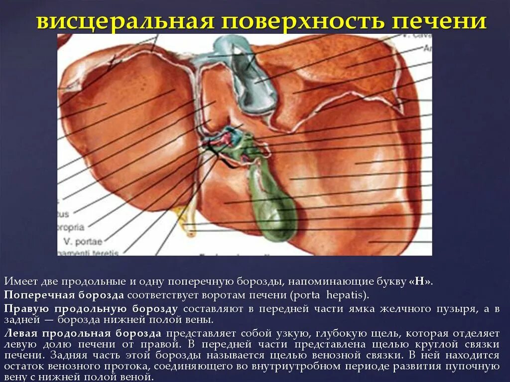 операция на печени желчный. печень и желчный пузырь анатомия. удаленный желчный пузырь. оперативные доступы к печени достоинства и недостатки. ворота печени анатомия.