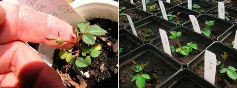 Розы из семян выращивание