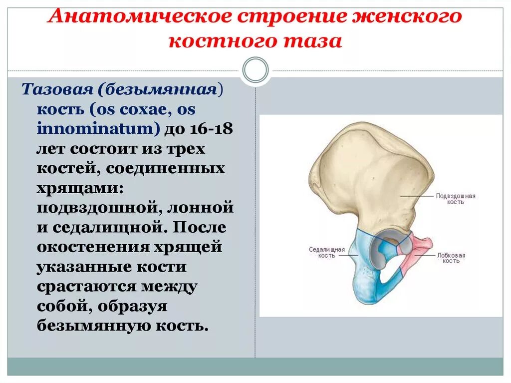 Костный мозг подвздошной кости. Тазовая Безымянная кость. Строение костного таза. Кости таза женщины анатомия. Безымянные кости таза.