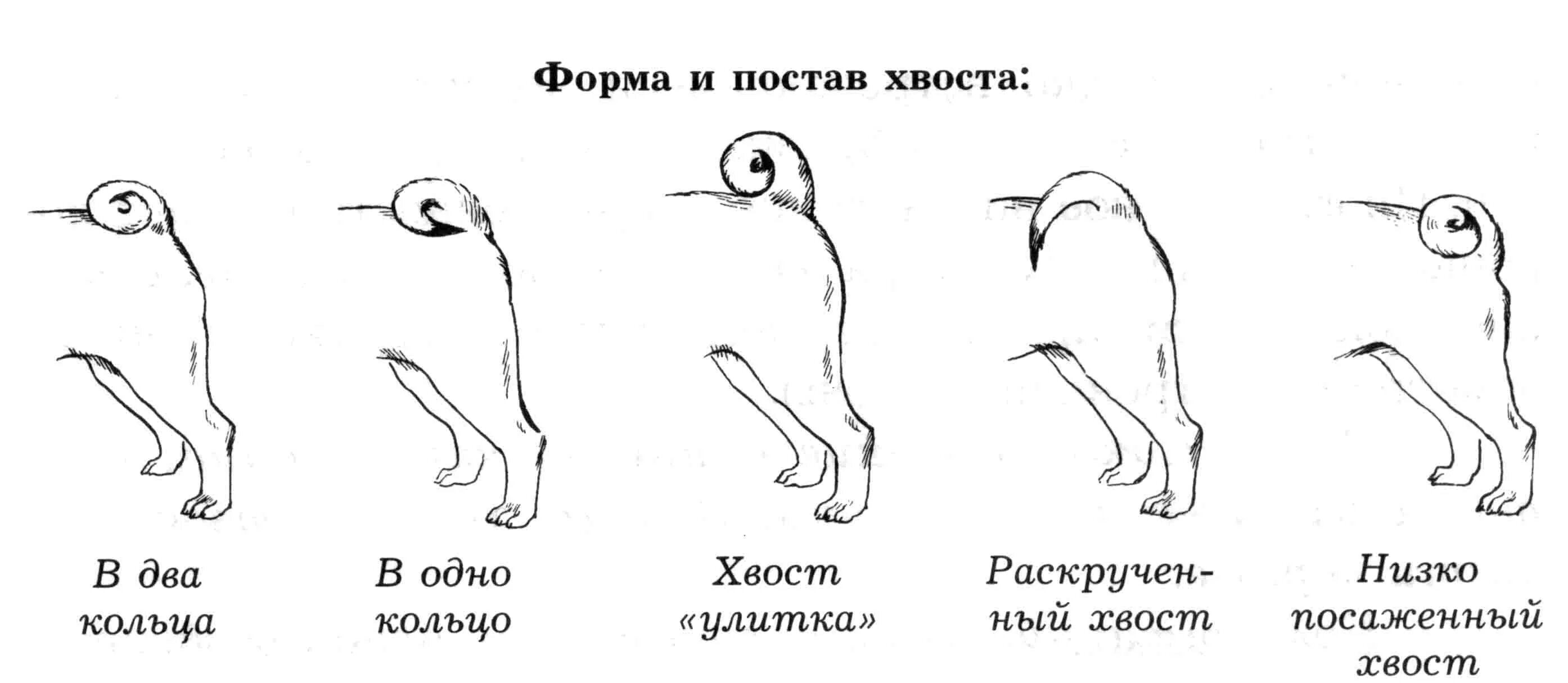 Почему собака поджимает хвост. Мопс стандарты породы уши. Мопс стандарт породы. Чихуа стандарт породы. Форма хвоста у МОПСА.