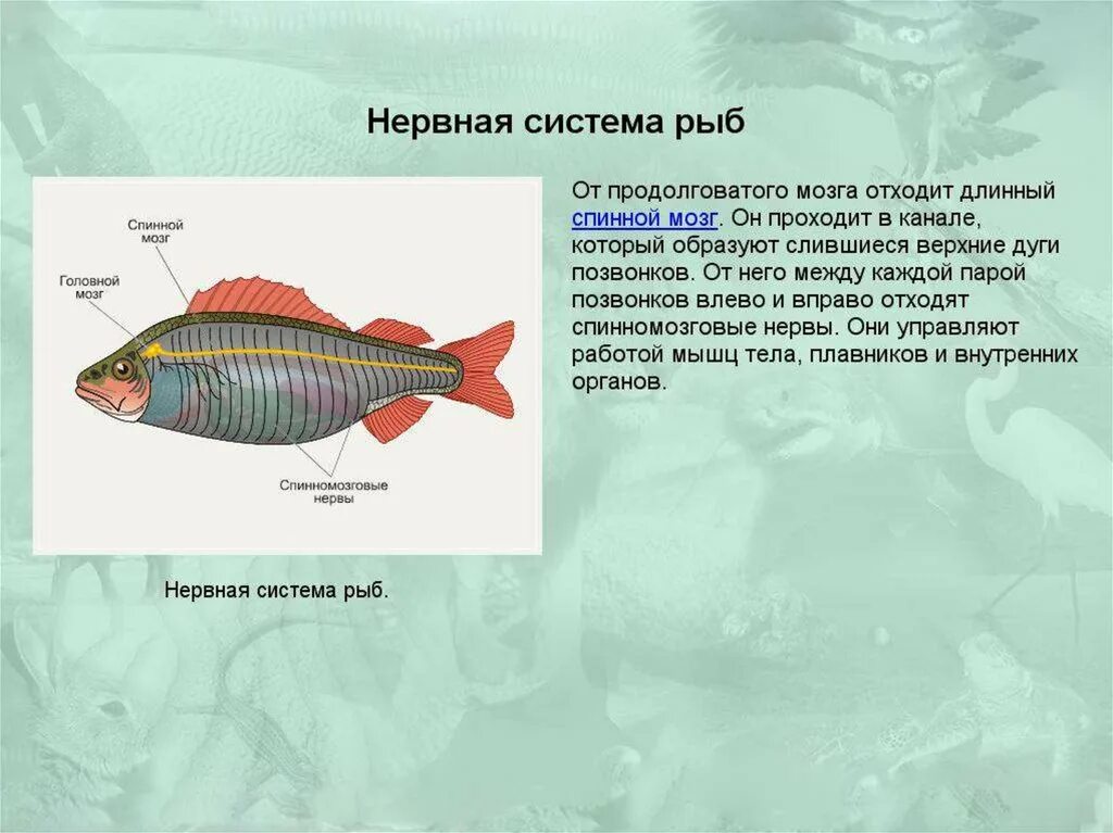 Внутреннее строение рыбы. Внутреннее и наружное строение рыбы. Внутреннее строение рыб презентация. Слайды внутреннее строение рыбы. Внутреннее строение карася