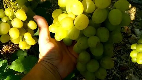 Мускат изюмский виноград описание сорта фото отзывы