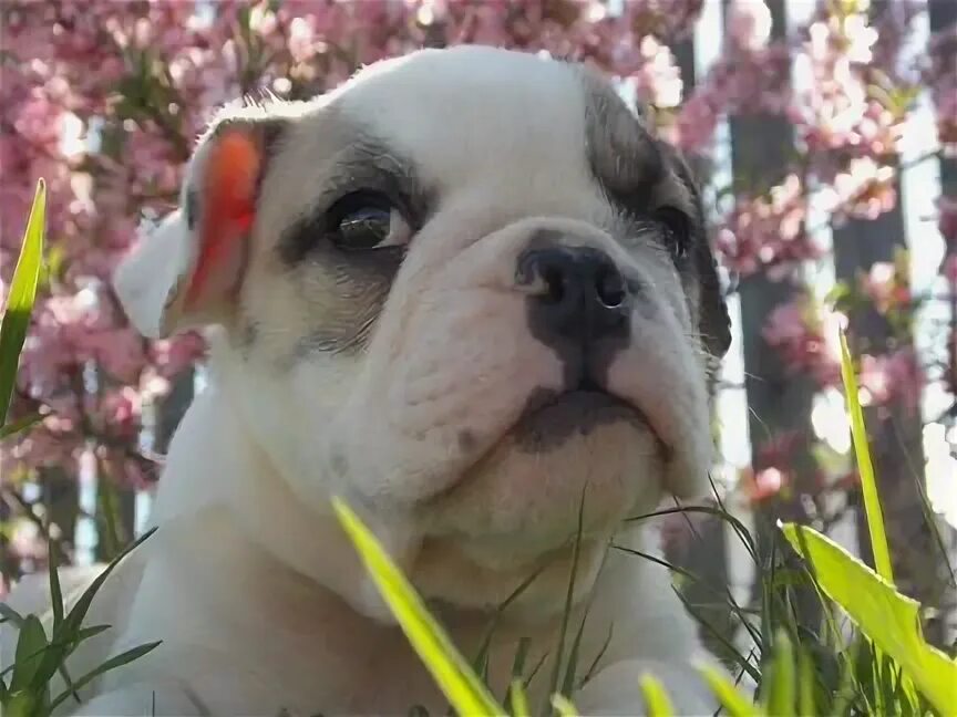 Бульдог пермь. Бульдог пермь. Бульдог пермь. Английский бульдог щенок фото 2 месяца. Бульдог пермь.