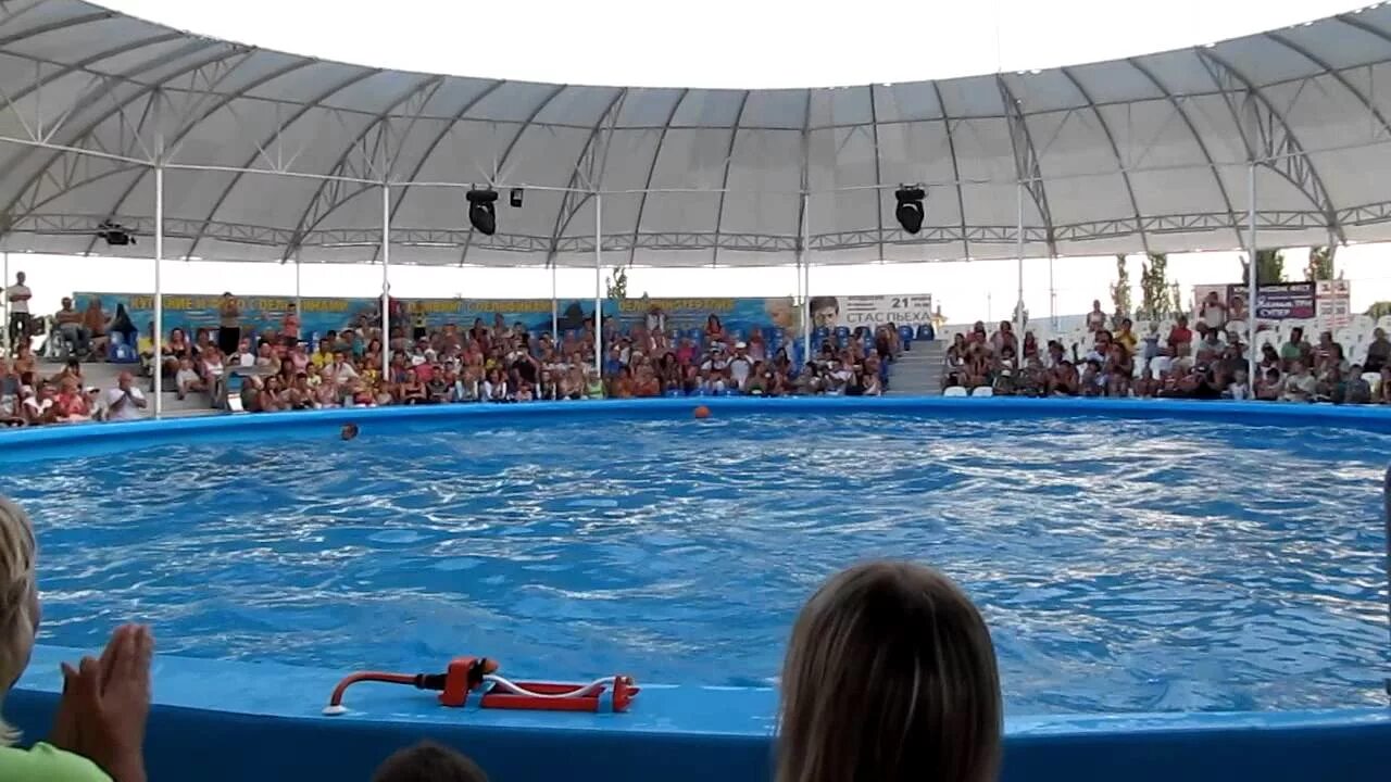 Дельфинарий в махачкале. Дельфинарий береговое. Дельфинарий немо в крыму. Дельфинарий береговое. Дельфинарий береговое.