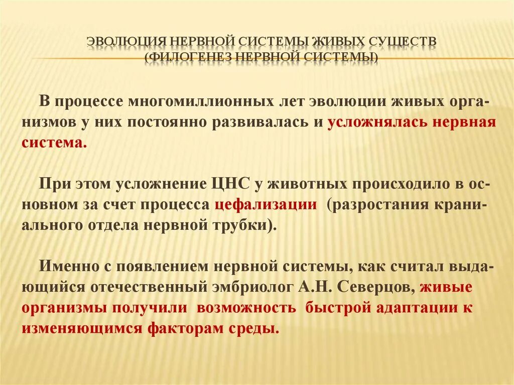 Филогенез систем. Филогенез нервной системы. Ффилогенез нервной система. Этапы филогенеза нервной системы таблица. Филогенез центральной нервной системы.