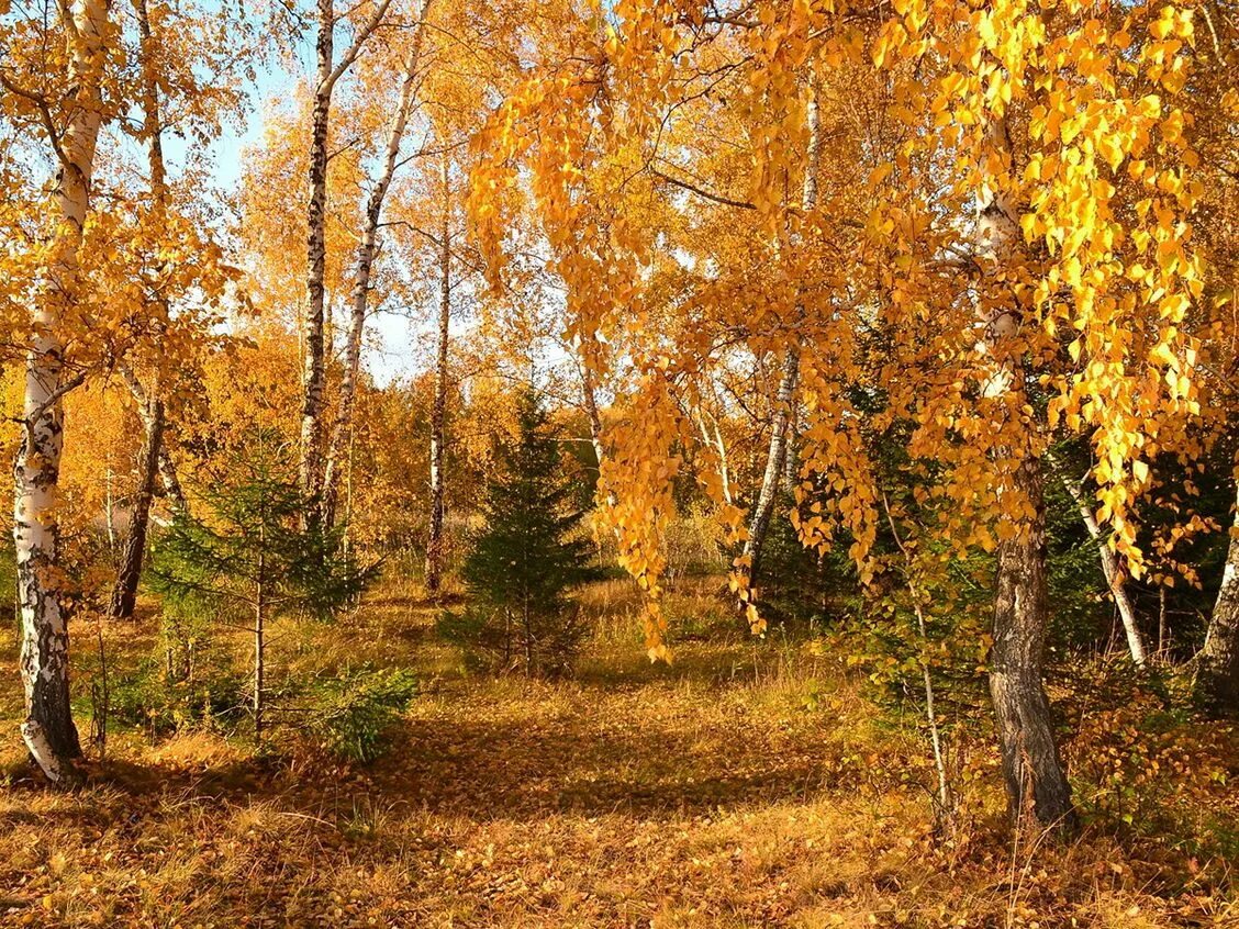 Март это осень. Лес осенью. Осень в лесу. Береза ранней осенью. Осенний березовый лес.