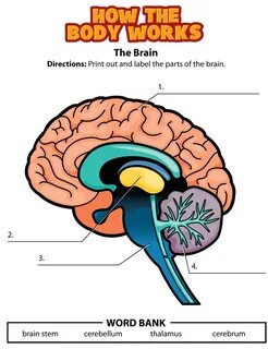 Brain examples