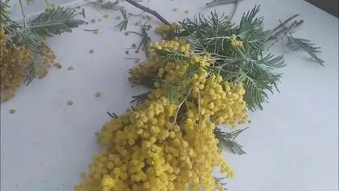 Как сохранить букет мимозы