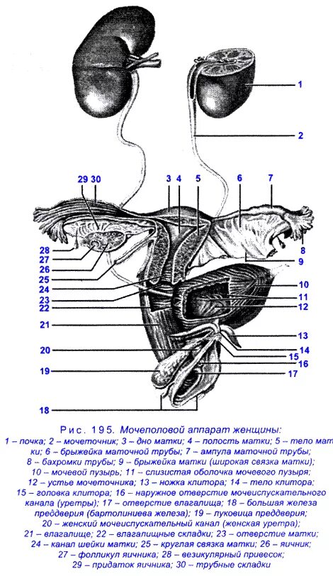 Мочеполовая система человека схема. Мочевыделительная система половая система анатомия. Анатомия женской мочеполовой системы. Женские половые органы снаружи