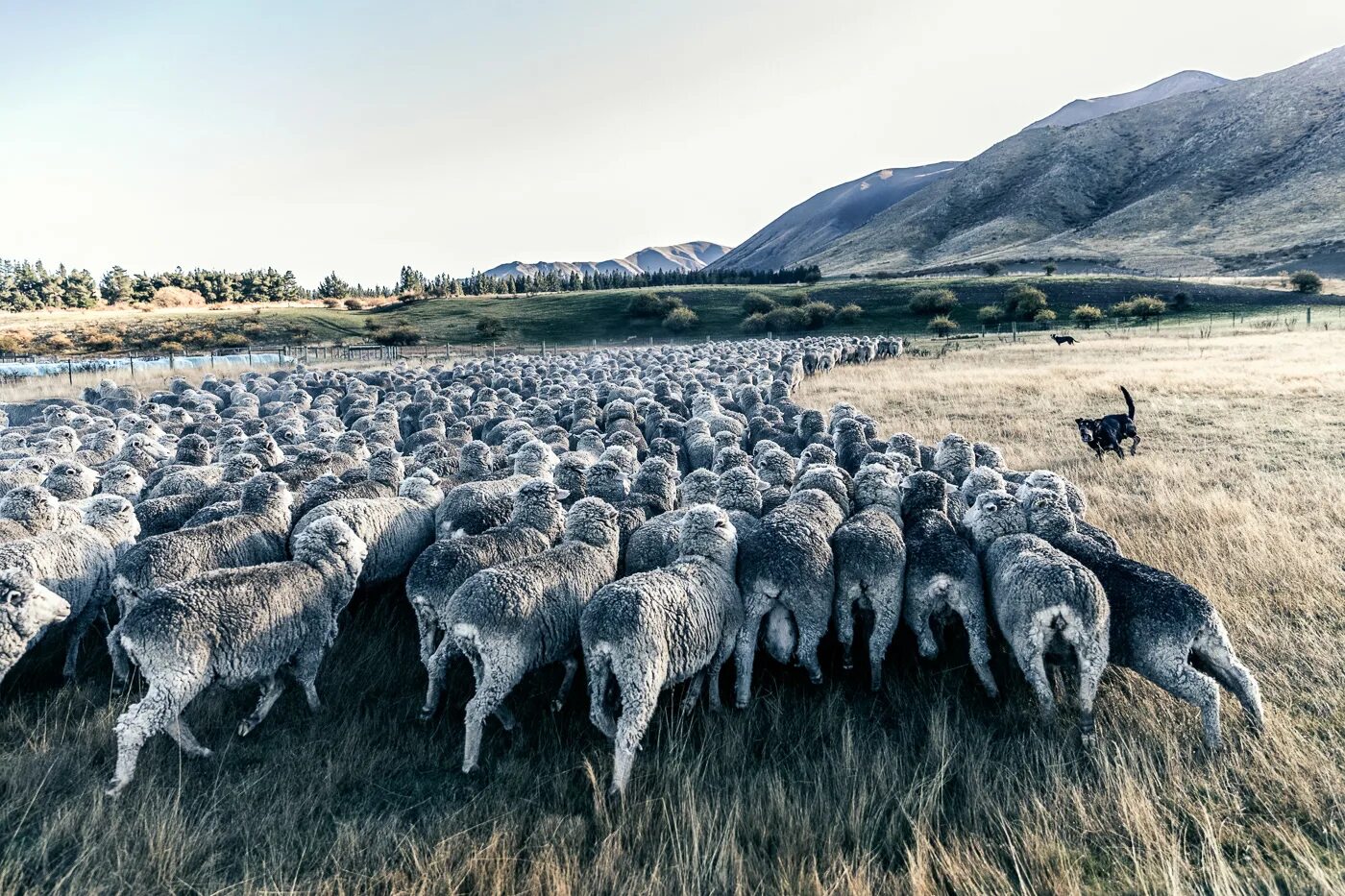 Sheep time