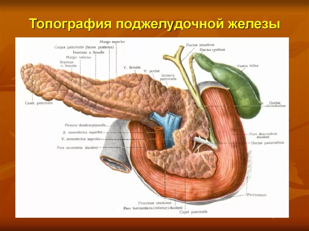 Поджелудочная железа располагается на уровне. Поджелудочная железа топография строение. сальниковый бугор поджелудочной железы. голотопия поджелудочной железы анатомия. топографическая анатомия человека поджелудочная железа.
