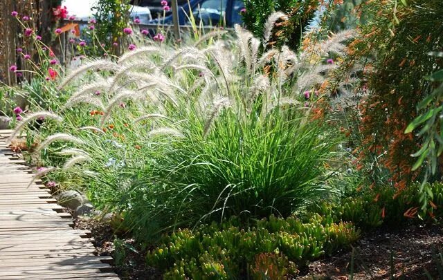 Пеннисетум лисохвостный фото в ландшафтном дизайне pennisetum alopecuroides hameln, lampenputzergras Декоративная трава, Средиземно