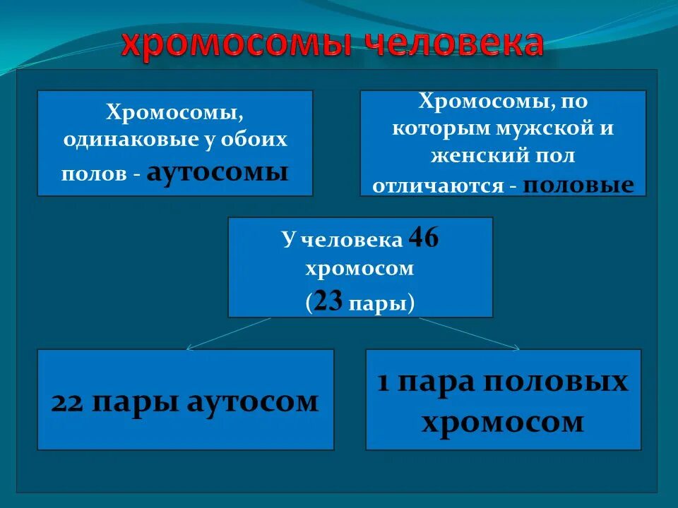 Половые хромосомы. Аутосома в генетике это. Хромосомы по которым мужской и женский пол отличаются. Аутосомы и половые хромосомы.