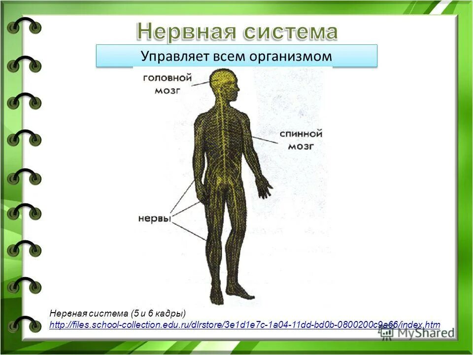 Органы чувств человека. Органы чувств и опорно двигательная система. Опорно-двигательная система человека строение. Органы чувств и опорно двигательная система. Органы чувств и опорно двигательная система.