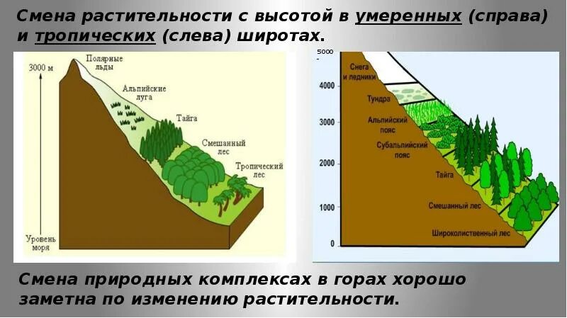 Природные зоны. Причина смены природных зон. Пояса ВЫСОТНОЙ растительности. Почему происходит смена природных зон в нашей стране. Причина изменения природных зон