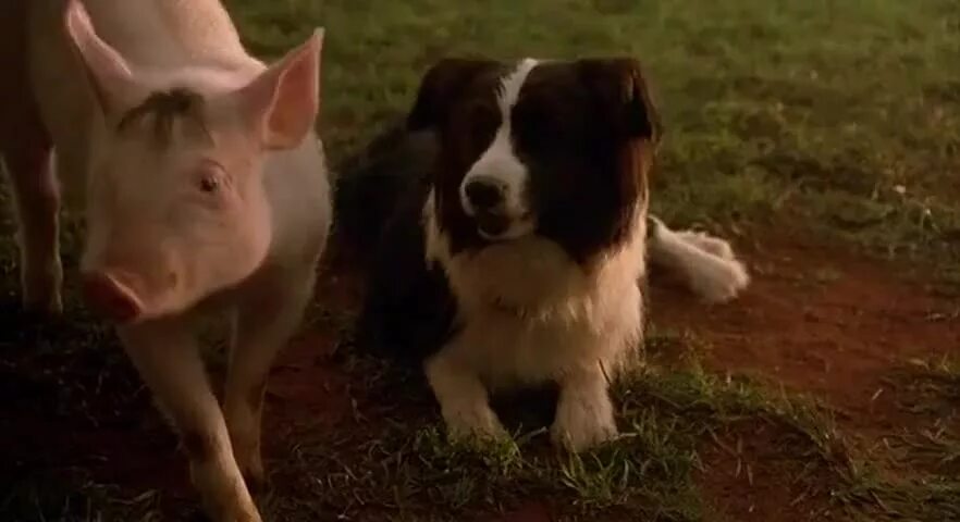 Бэйб 1995. Pig me. Pig me. Pig_memes instagram. Pig me.