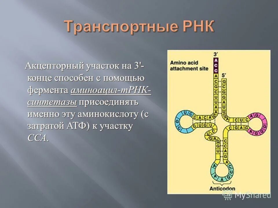 Какую функцию выполняет транспортная рнк. Акцепторный конец трнк. ирнк и трнк аминокислота. акцепторная ветвь трнк. функции антикодоновой петли трнк.