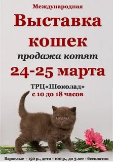Кошки вологда